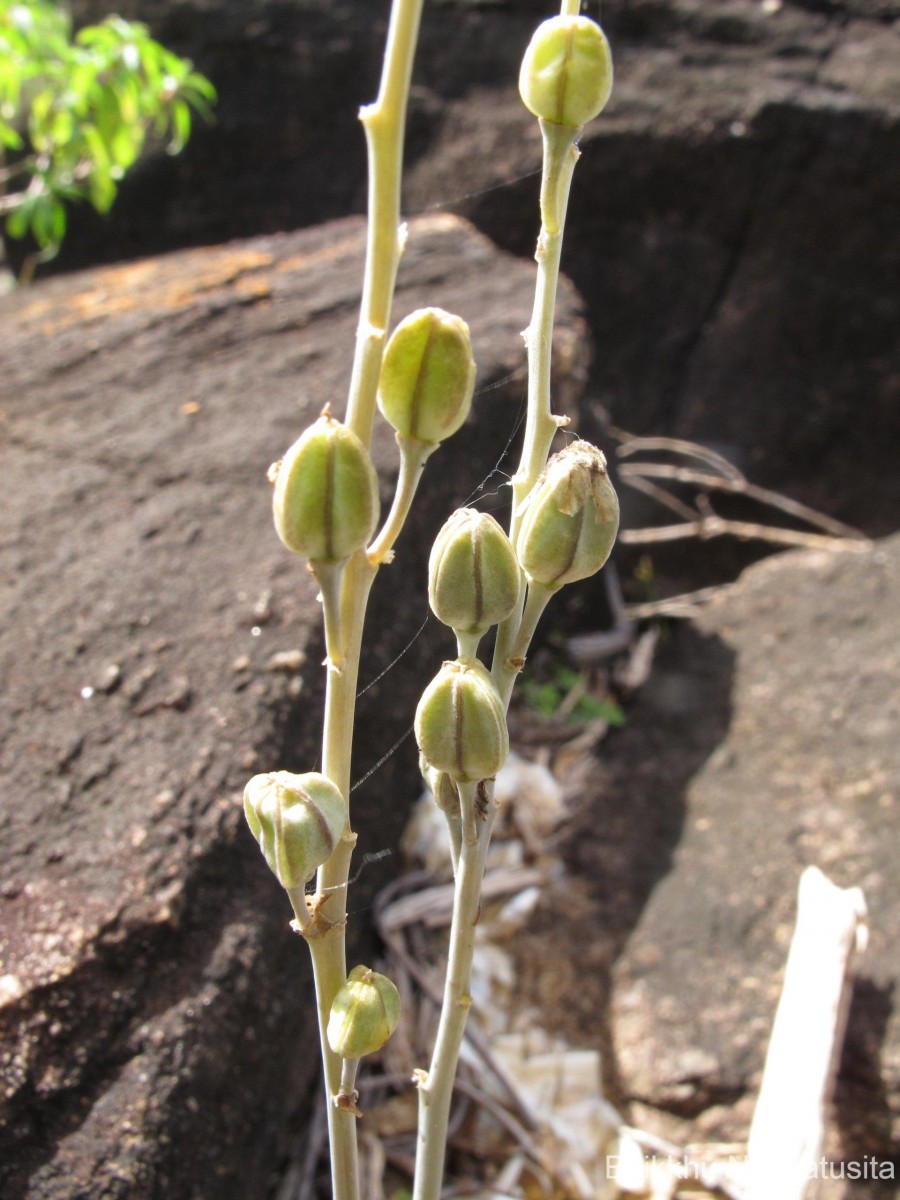 Drimia rupicola (Trimen) Dassan.